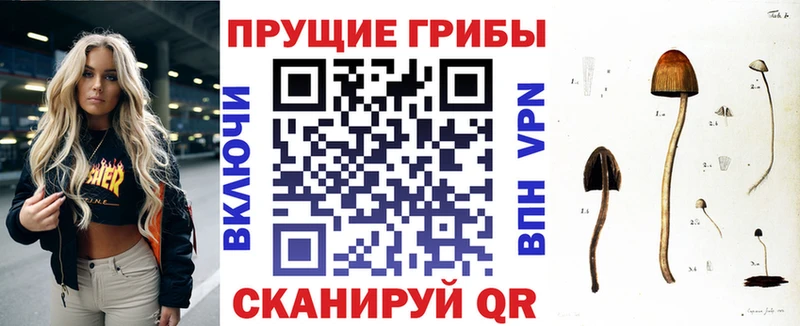 где купить   Жуковка  Псилоцибиновые грибы Magic Shrooms 